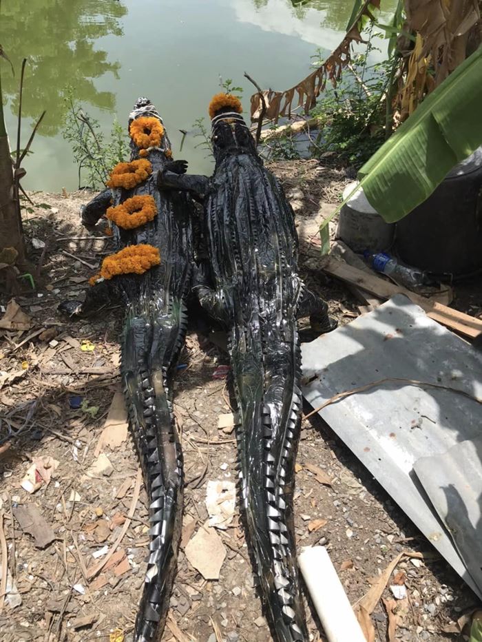 หมอปลาย ปล่อยจระเข้ลงบ่อปลา หมอปลาย ปล่อยจระเข้ลงบ่อปลา