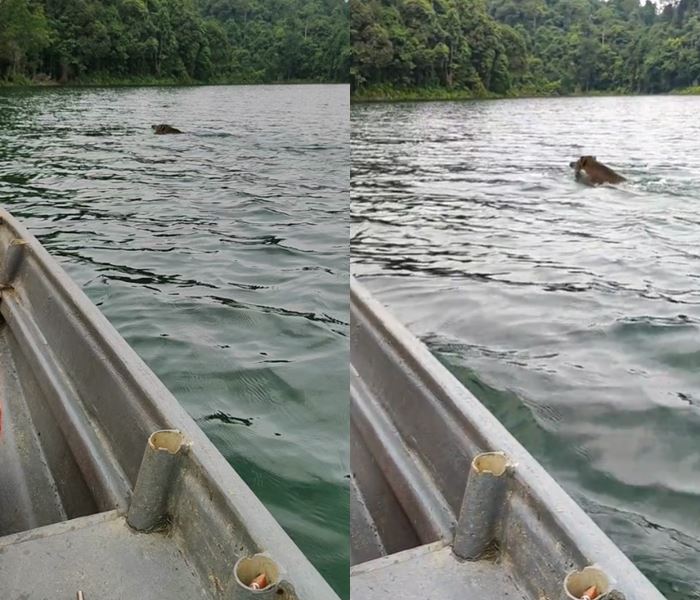 หมูป่าว่ายน้ำ หมูป่าว่ายน้ำ