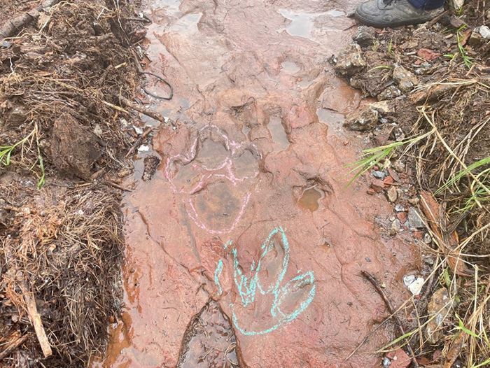 รอยตีนไดโนเสาร์ บนภูหินร่องกล้า รอยตีนไดโนเสาร์ บนภูหินร่องกล้า