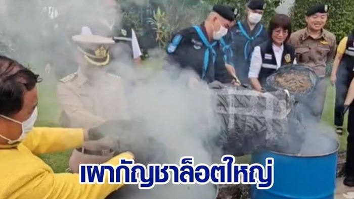 เผากัญชาทิ้ง เผากัญชาทิ้ง