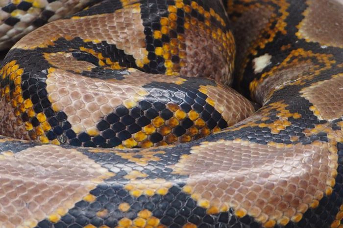 งูเหลือมกินคน งูเหลือมกินคน