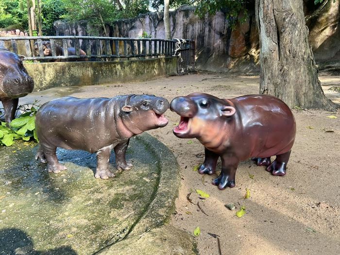 หมูเด้ง ฮิปโปแคระ หมูเด้ง ฮิปโปแคระ