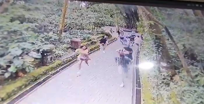 ต้นไม้ล้มทับท่องเที่ยว ที่อุทยานป่าลิงศักดิ์สิทธิ์บาหลี ตาย 2 ต้นไม้ล้มทับท่องเที่ยว ที่อุทยานป่าลิงศักดิ์สิทธิ์บาหลี ตาย 2