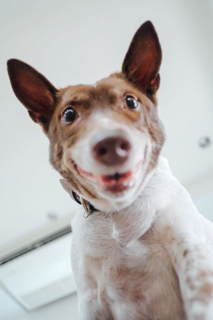 กอลลั่ม จาก Gluta Story ตายแล้ว กอลลั่ม จาก Gluta Story ตายแล้ว