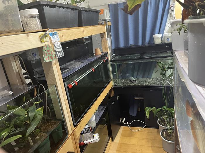 ปลามังกร ส่งสัญญาณก่อน แผ่นดินไหวญี่ปุ่น ปลามังกร ส่งสัญญาณก่อน แผ่นดินไหวญี่ปุ่น