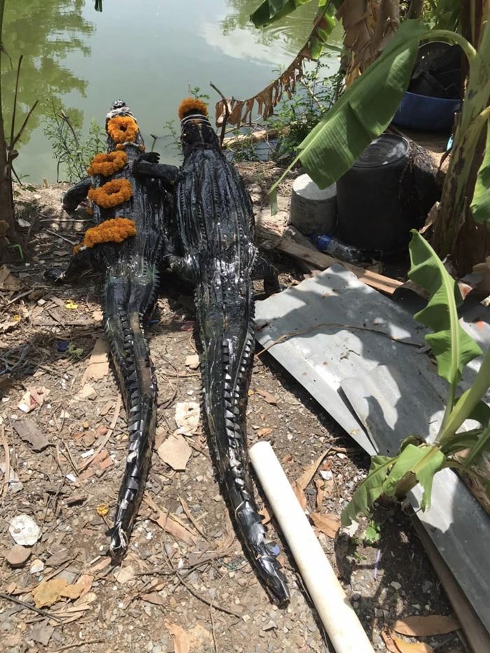 หมอปลาย ปล่อยจระเข้ลงบ่อปลา หมอปลาย ปล่อยจระเข้ลงบ่อปลา