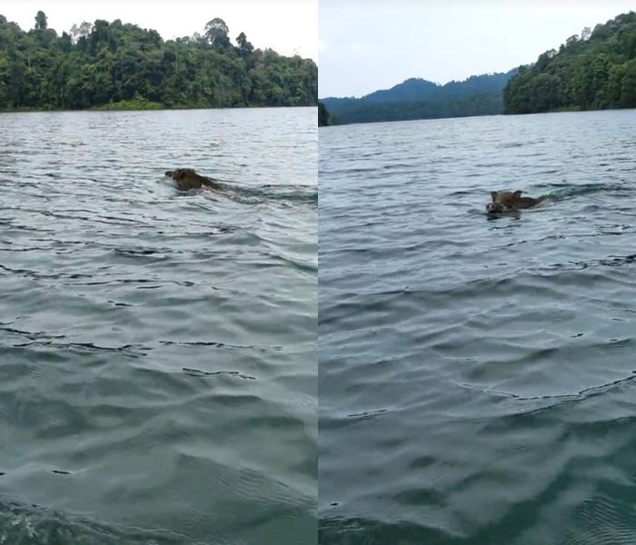 หมูป่าว่ายน้ำ หมูป่าว่ายน้ำ