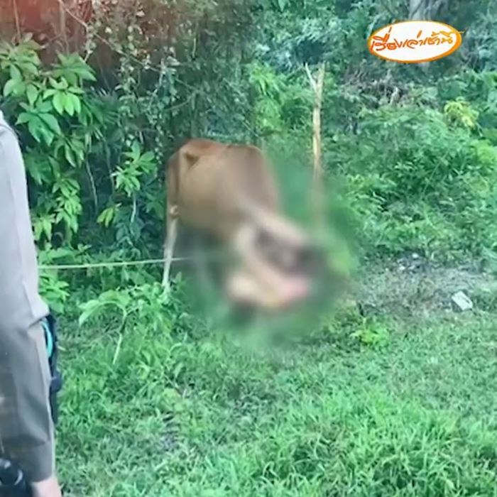 ฝรั่งแก้ผ้ากอดรัดกับวัว ฝรั่งแก้ผ้ากอดรัดกับวัว