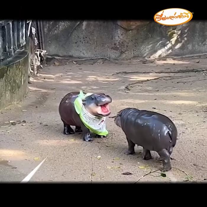 หมูเด้ง ฮิปโปแคระ หมูเด้ง ฮิปโปแคระ