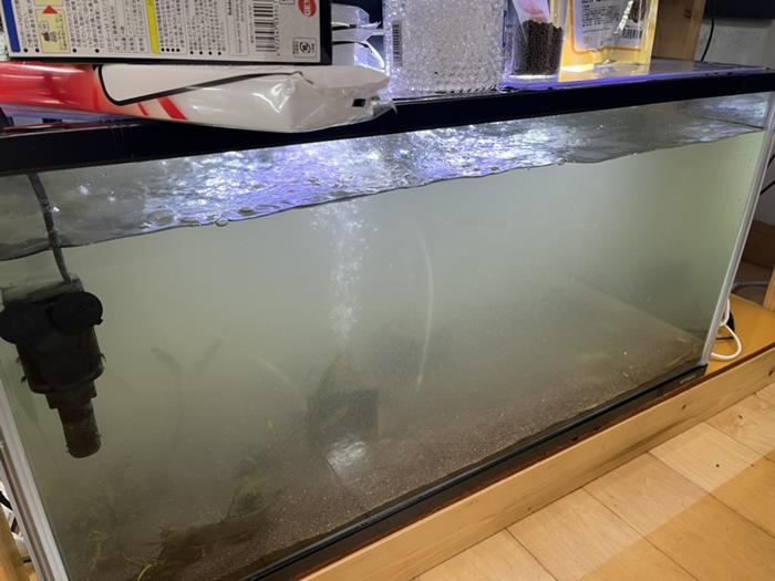 ปลามังกร ส่งสัญญาณก่อน แผ่นดินไหวญี่ปุ่น ปลามังกร ส่งสัญญาณก่อน แผ่นดินไหวญี่ปุ่น