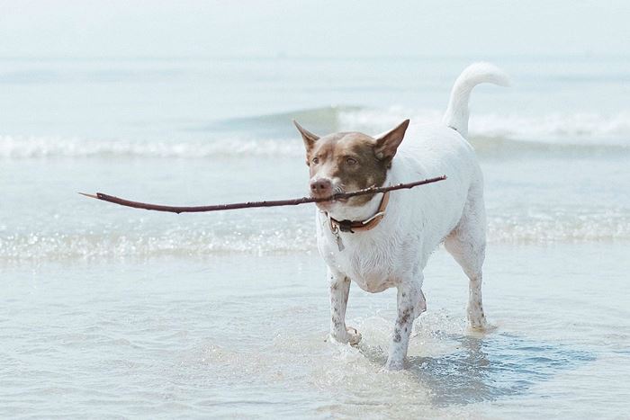 กอลลั่ม จาก Gluta Story ตายแล้ว กอลลั่ม จาก Gluta Story ตายแล้ว