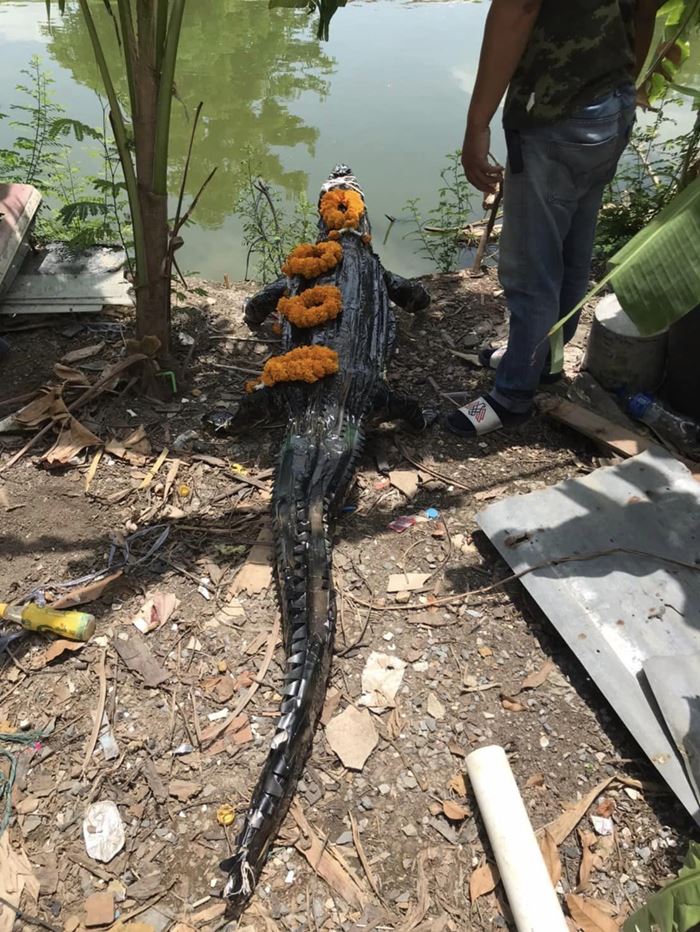 หมอปลาย ปล่อยจระเข้ลงบ่อปลา หมอปลาย ปล่อยจระเข้ลงบ่อปลา