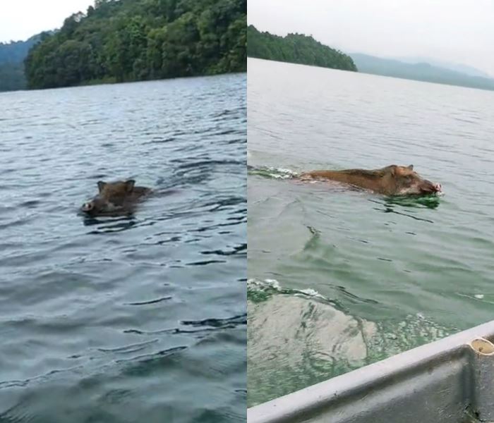 หมูป่าว่ายน้ำ หมูป่าว่ายน้ำ