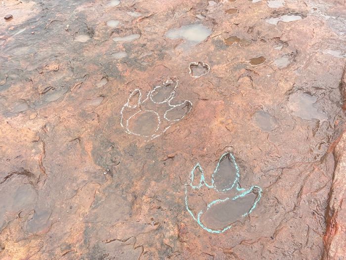 รอยตีนไดโนเสาร์ บนภูหินร่องกล้า รอยตีนไดโนเสาร์ บนภูหินร่องกล้า