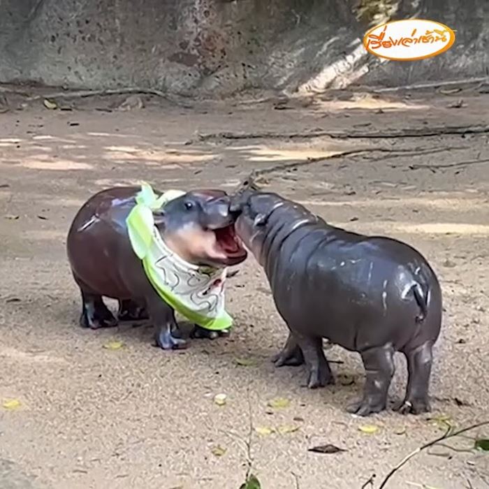 หมูเด้ง ฮิปโปแคระ หมูเด้ง ฮิปโปแคระ