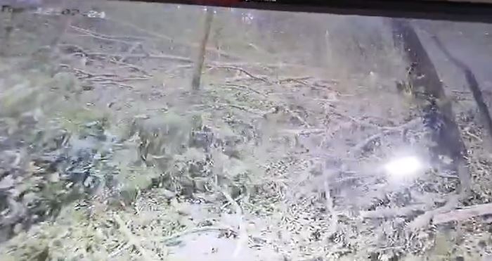 ต้นไม้ล้มทับท่องเที่ยว ที่อุทยานป่าลิงศักดิ์สิทธิ์บาหลี ตาย 2 ต้นไม้ล้มทับท่องเที่ยว ที่อุทยานป่าลิงศักดิ์สิทธิ์บาหลี ตาย 2