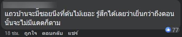 ต้นไม้ริมถนน ช่วยลดอุณหภูมิ ต้นไม้ริมถนน ช่วยลดอุณหภูมิ