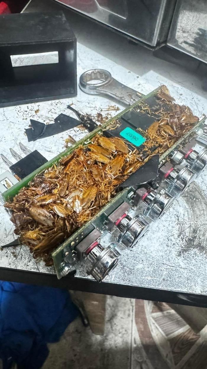 แมลงสาบอยู่ในเครื่องชงกาแฟ แมลงสาบอยู่ในเครื่องชงกาแฟ