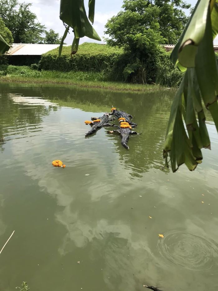 หมอปลาย ปล่อยจระเข้ลงบ่อปลา หมอปลาย ปล่อยจระเข้ลงบ่อปลา