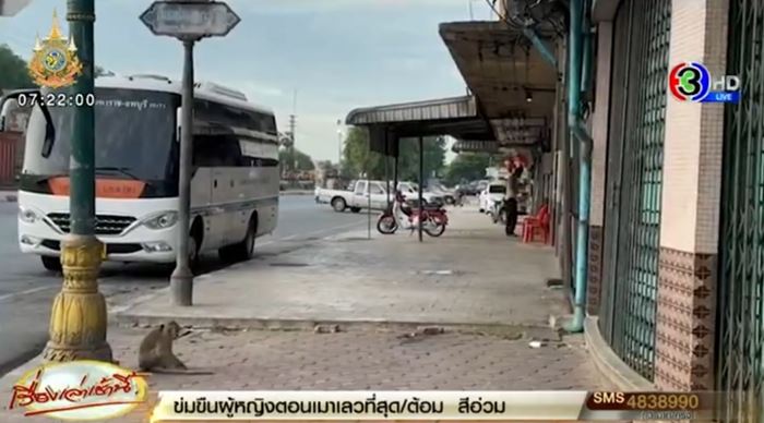 ลิงลพบุรี ลิงลพบุรี