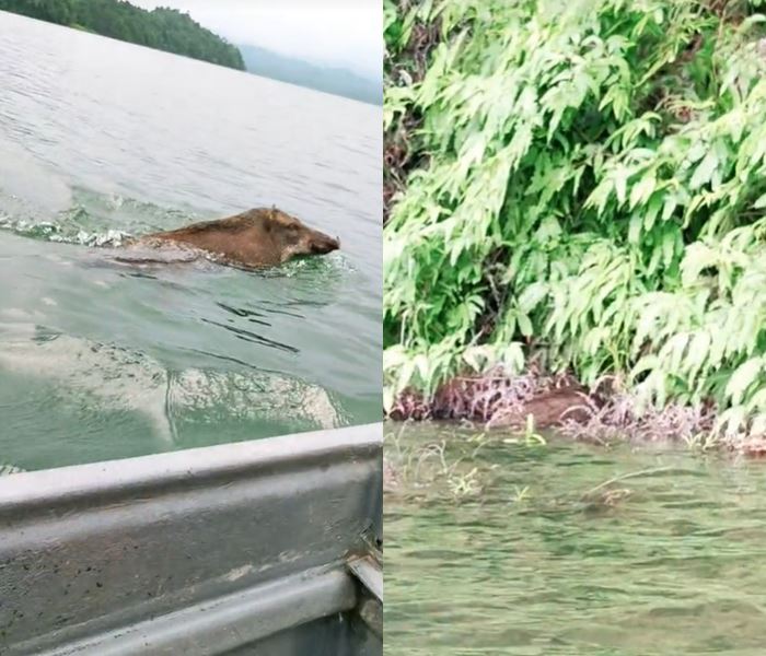 หมูป่าว่ายน้ำ หมูป่าว่ายน้ำ