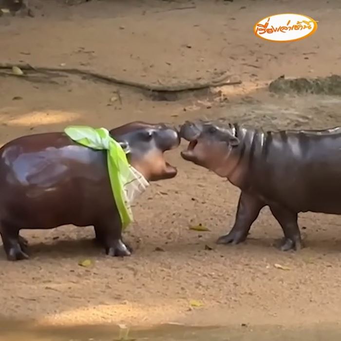 หมูเด้ง ฮิปโปแคระ หมูเด้ง ฮิปโปแคระ