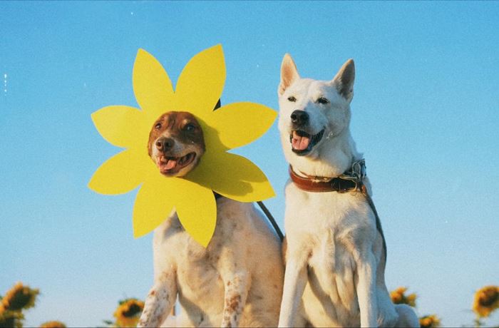 กอลลั่ม จาก Gluta Story ตายแล้ว กอลลั่ม จาก Gluta Story ตายแล้ว