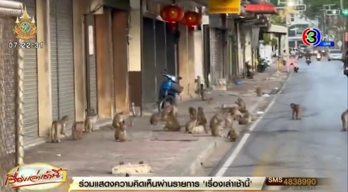 ลิงลพบุรี ลิงลพบุรี