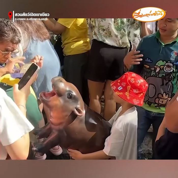 หมูเด้ง ฮิปโปแคระ หมูเด้ง ฮิปโปแคระ