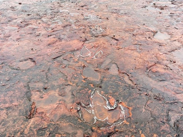 รอยตีนไดโนเสาร์ บนภูหินร่องกล้า รอยตีนไดโนเสาร์ บนภูหินร่องกล้า