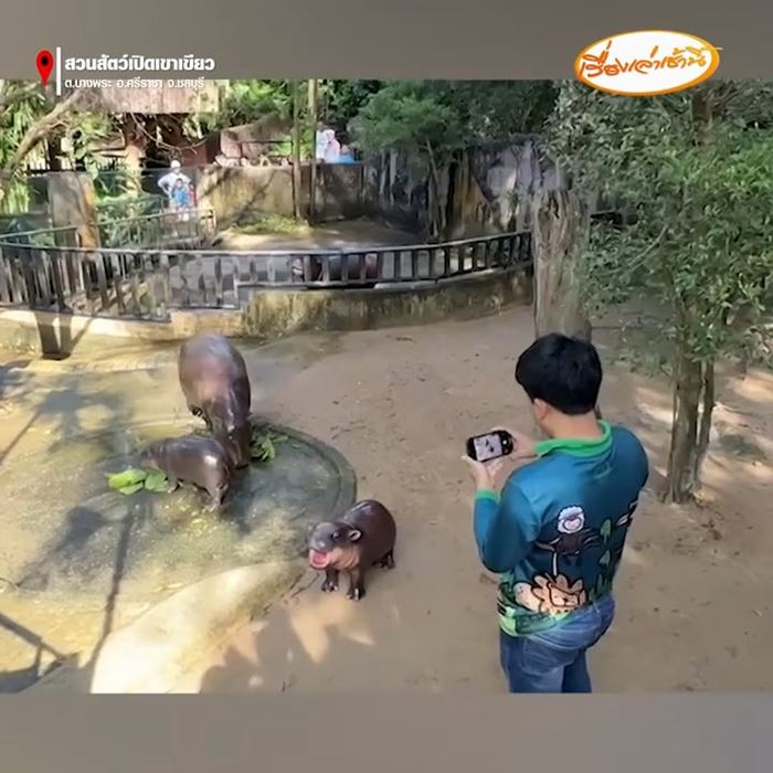 หมูเด้ง ฮิปโปแคระ หมูเด้ง ฮิปโปแคระ