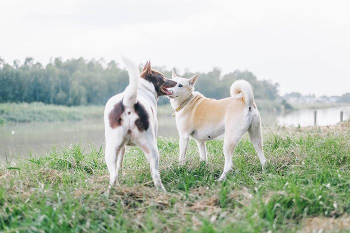 กอลลั่ม จาก Gluta Story ตายแล้ว กอลลั่ม จาก Gluta Story ตายแล้ว