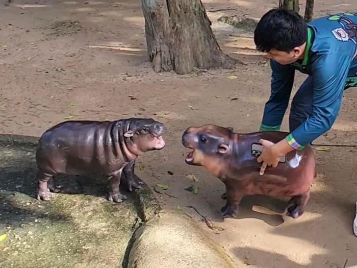 หมูเด้ง ฮิปโปแคระ หมูเด้ง ฮิปโปแคระ