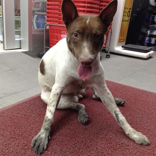 กอลลั่ม จาก Gluta Story ตายแล้ว กอลลั่ม จาก Gluta Story ตายแล้ว