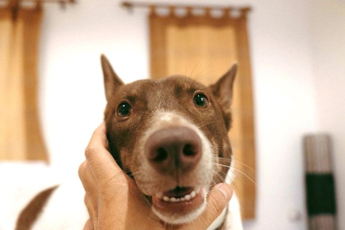 กอลลั่ม จาก Gluta Story ตายแล้ว กอลลั่ม จาก Gluta Story ตายแล้ว