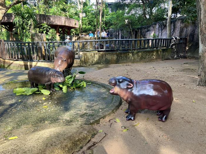 หมูเด้ง ฮิปโปแคระ หมูเด้ง ฮิปโปแคระ