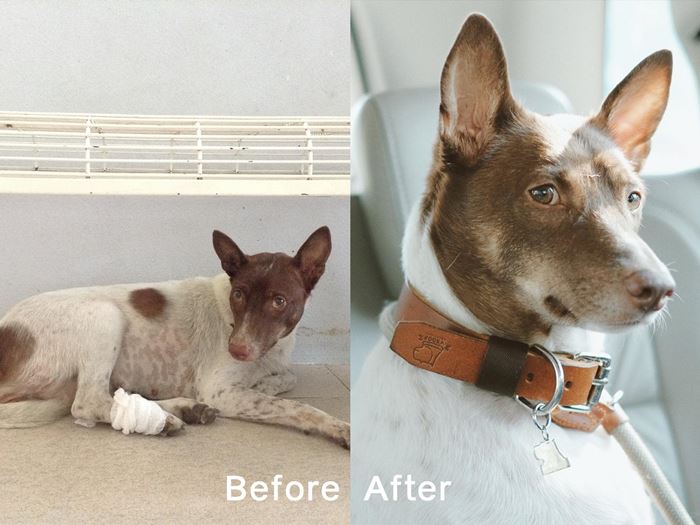 กอลลั่ม จาก Gluta Story ตายแล้ว กอลลั่ม จาก Gluta Story ตายแล้ว