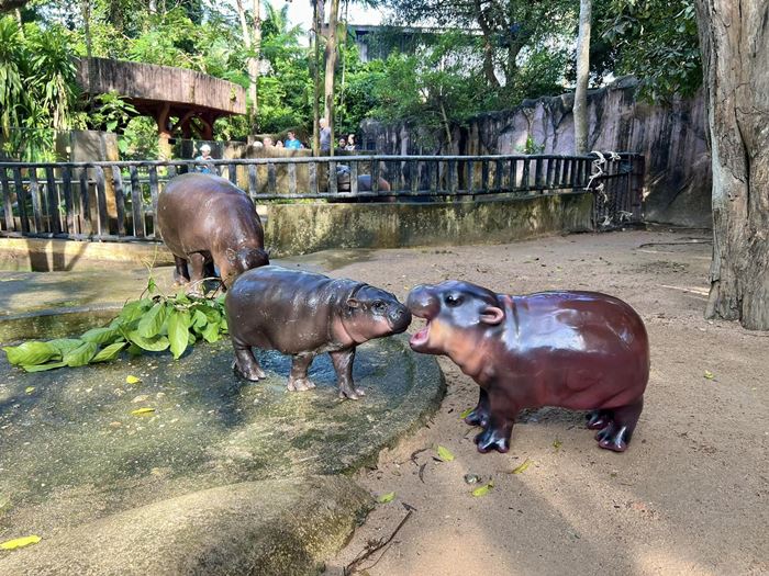 หมูเด้ง ฮิปโปแคระ หมูเด้ง ฮิปโปแคระ