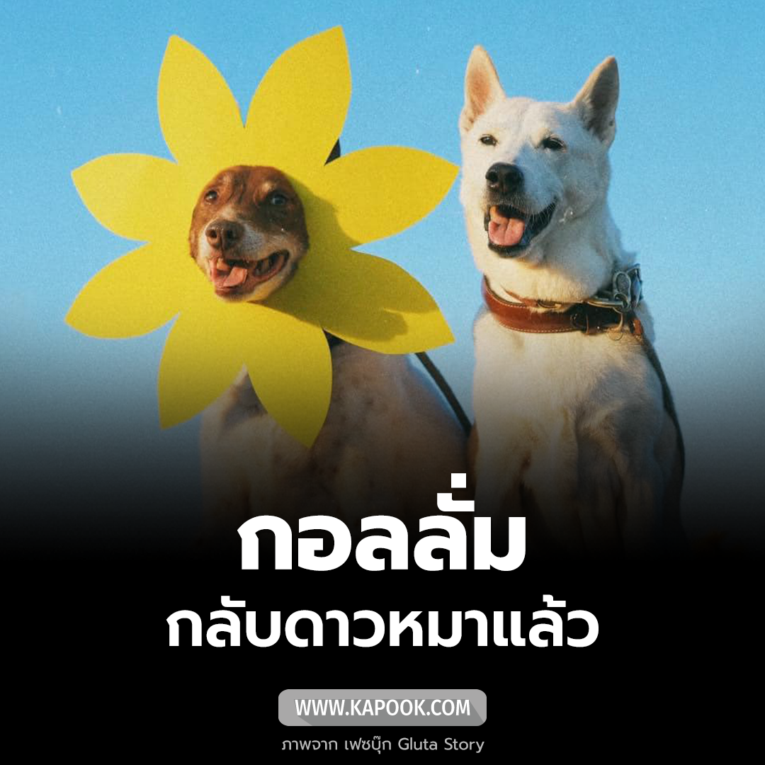 กอลลั่ม จาก Gluta Story ตายแล้ว กอลลั่ม จาก Gluta Story ตายแล้ว