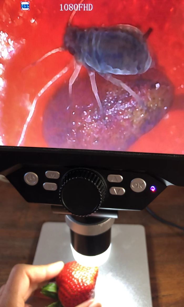 แมลงในสตรอว์เบอร์รี แมลงในสตรอว์เบอร์รี