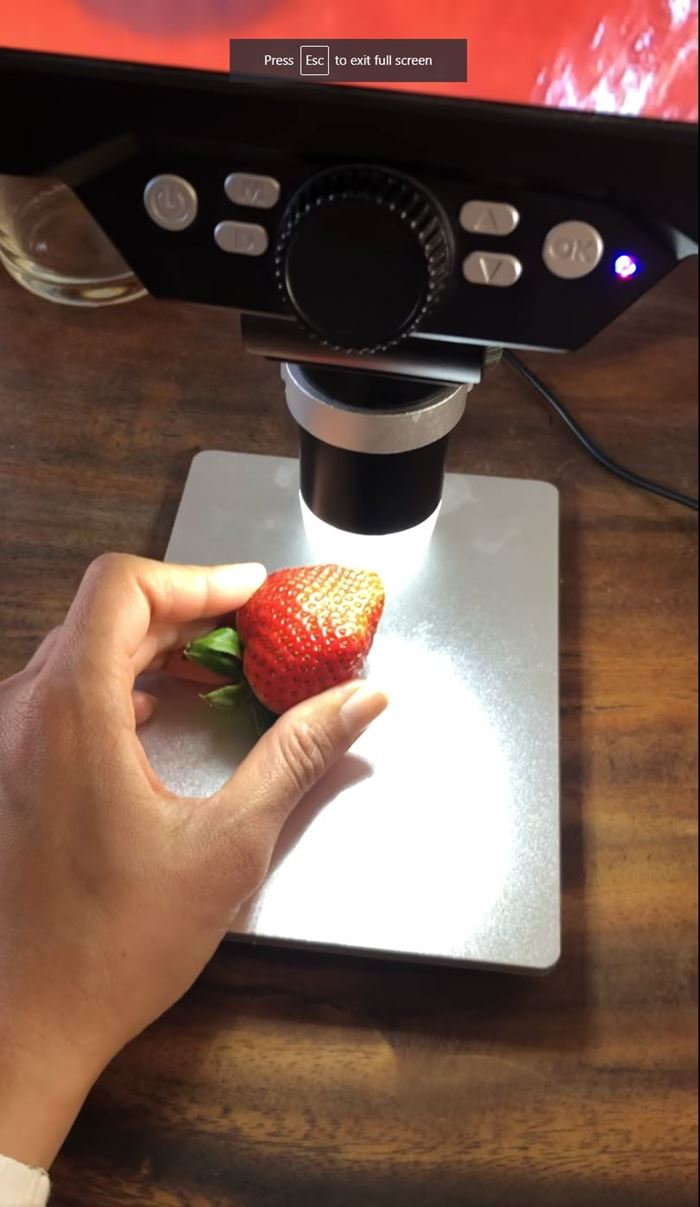 แมลงในสตรอว์เบอร์รี แมลงในสตรอว์เบอร์รี