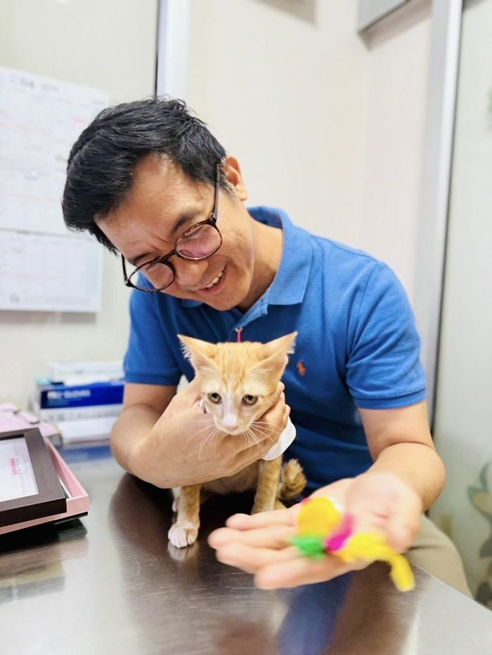 น้องสตง แมวส้ม น้องสตง แมวส้ม