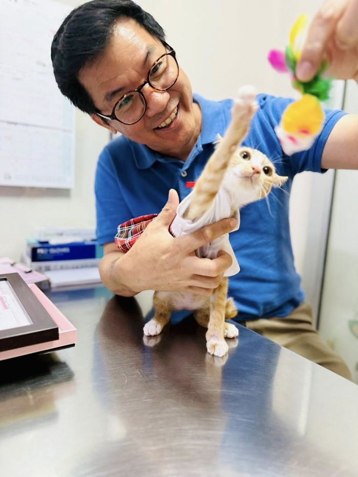 น้องสตง แมวส้ม น้องสตง แมวส้ม