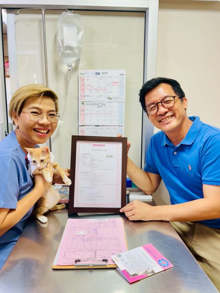 น้องสตง แมวส้ม น้องสตง แมวส้ม