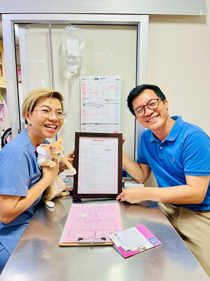 น้องสตง แมวส้ม น้องสตง แมวส้ม