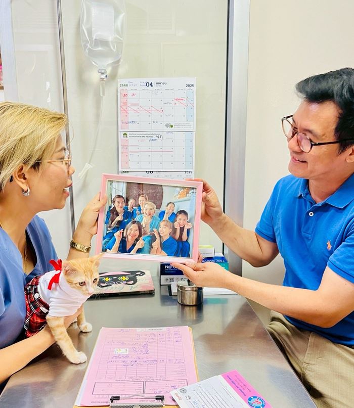 น้องสตง แมวส้ม น้องสตง แมวส้ม