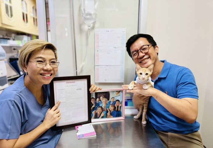 น้องสตง แมวส้ม น้องสตง แมวส้ม