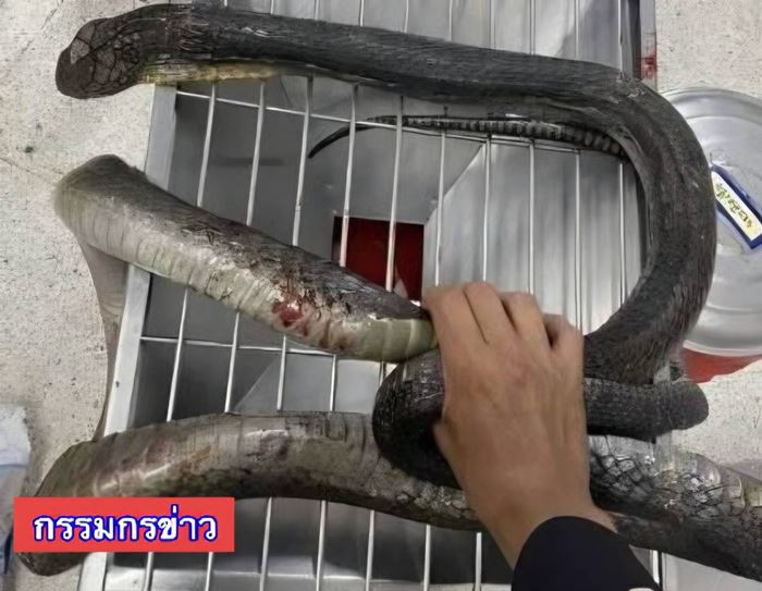 งูจงอาง งูจงอาง