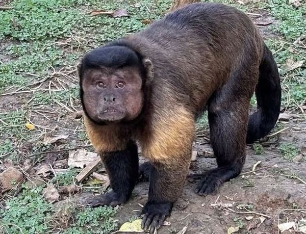 ลิงหน้าเหลี่ยม ลิงหน้าเหลี่ยม