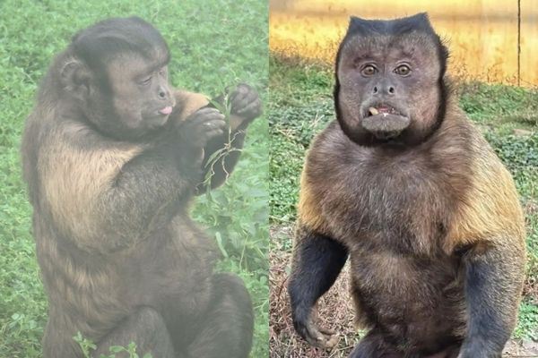 ลิงหน้าเหลี่ยม ลิงหน้าเหลี่ยม